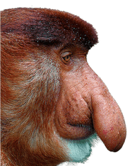 Proboscis Monkey Png 2 Image - Proboscis Monkey White Background