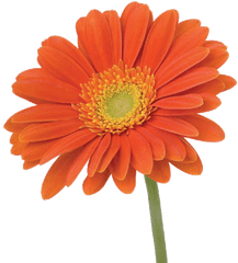 Vavasseur Fleur - Caring For Your Flowers Orange Flower On Stem Png