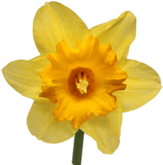 Daffodil Transparent Png - Yellow Daffodil