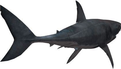 Shark Png Transparent Images 7 - 600 X 400 Webcomicmsnet