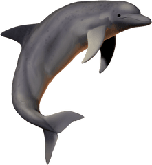 Hd Dolphin Png Fish Picsartallpng - Dolphin Pic With No Background
