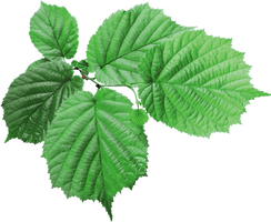 Green Leaf Png