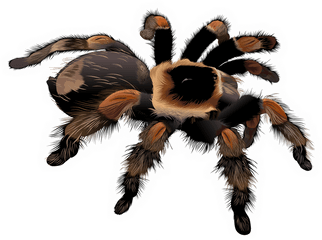 Download Free Stock Spider Clipart - Tarantula Clipart Png