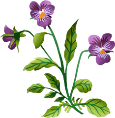 Pansy - Pansy Transparent Background Clipart Full Size Pansy Flower Clip Art Png