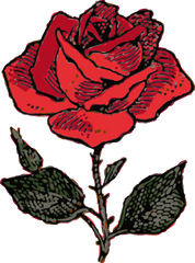 Rose Transparent Clipart - Art Of Roses Png