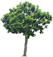 Jungle Tree Transparent - Free PNG