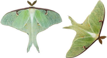 Moth Png Hd - Luna Moth Png