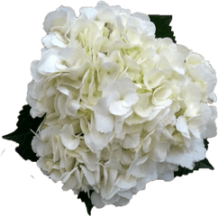 Hydrangea White Transparent Png - White Hydrangea Flower Png