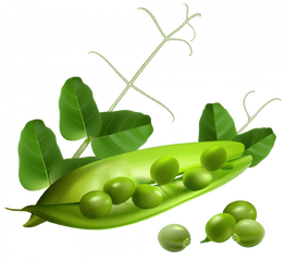 Pea Png Image Without Background - Peas Pod Png