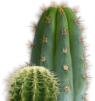 Cactus Png Image