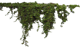 Ivy Hanging PNG Image High Quality