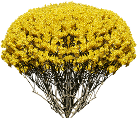 Free Photo Bush Nature Isolated Spring Forsythia - Max Pixel Forsythia Europaea Png