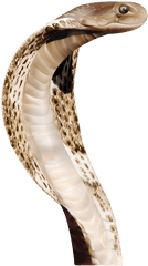 Snake Transparent Png Image - Transparent Background Snake Head Png