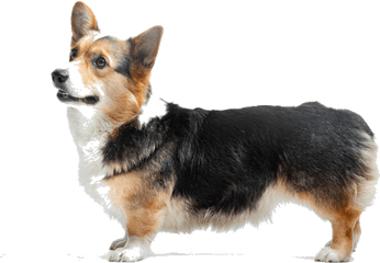 Download Pembroke Welsh Corgis Are Smart Affectionate And - Pembroke Welsh Corgi Png