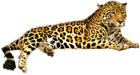 Jaguar Png Download