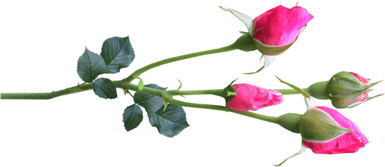 Flower Stem Rose Buds Pinkflower - Pink Rose Flower Buds Png