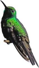 Png Transparent Images Free Download Hummingbird