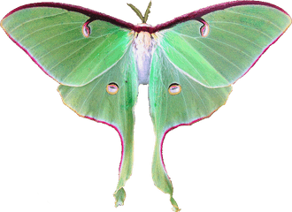 Download Hd Luna Moth Fairy - Luna Moth Transparent Png