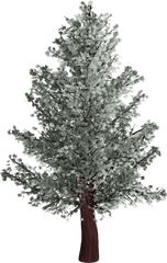 Tree Isolated Pine - Puno Ng Pino Drawing Png