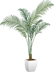 Download Plants Houseplant Flowerpot - Transparent Background Potted Plant Png