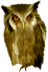 Owl Png Prey