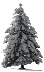 Christmas Tree Snow Png 2 Image - Snow Pine Tree Png