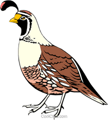 California Quail Royalty Free Vector - Clip Art Png