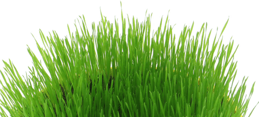 Easter Grass Download Transparent Png - Transparent Easter Grass