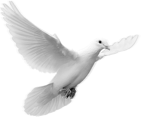 Dove Transparent Png Pictures - Png Format Dove Png