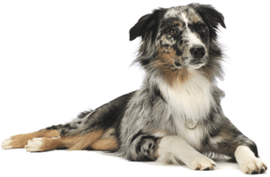 Dog Png Image Picture Download Dogs