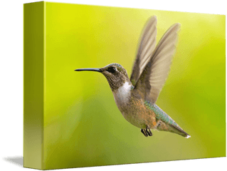 Rubythroated Hummingbird Hovering By Phil Fowler - Hummingbird Png