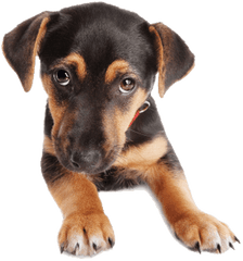 Puppy Dog Face Transparent Png - Transparent Background Dog Face Png