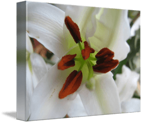 White Lily By Ceara Mccurdy - Lily Png