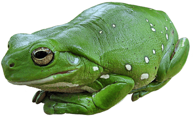 Frog Images Png Outline - Australian Tree Frog