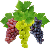 Grapes PNG File HD