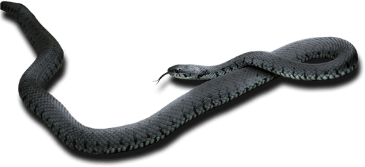 Black Mamba Png - Black Mamba Png