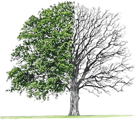 Download Earth Day Special April - Bur Oak Tree Png Image Hardwood Softwoods