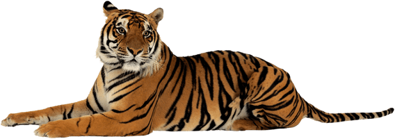 Tiger Png Image Download Tigers