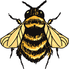 Honey Bee Png - Honey Bee Bee Drawing Png