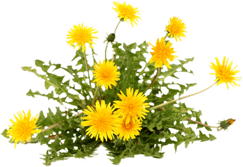 Weed Control - Dandelion Plant On White Background Png