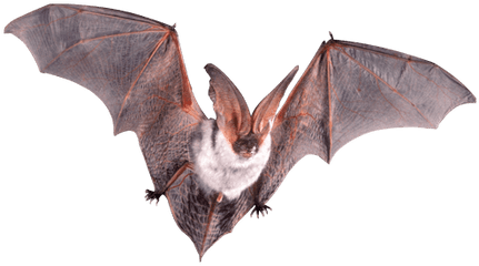 Bats Transparent Png Images - Echolocation Diagram