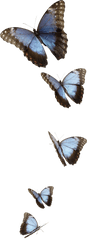 Small Blue Butterflies Png Image - Transparent Background Blue Butterflies Png