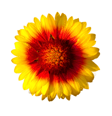 Sun Flower Isolated - Flower Hd Png
