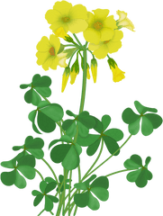 Download Flowers - Vector Wildflowers Illustration Full Primrose Clipart Png