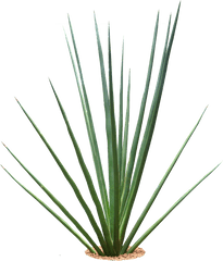 Download Tropical Plants Png - Transparent Background Png Plant