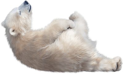 Polar Bear Transparent Image - Baby Polar Bear Png