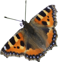 Red Admiral Butterfly Transparent - Red Admiral Butterfly Png