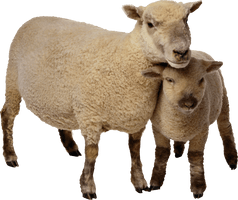 Sheep Png Image