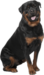 Rottweiler Png Images - German Shepherd Golden Retriever German Shepherd Labrador