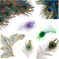 Download Peacock - Transparent Background Peacock Feather Png